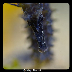Night diving - Croatia - sea horse by Niky Šímová 